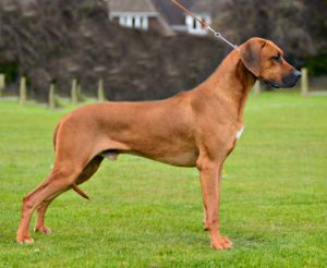 Diamond store ridgeback dog